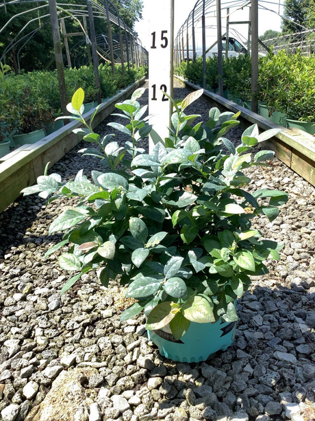 Pink Icing Blueberry Bush in a teal nursery container displayed on gravel at a garden center, showing dense green foliage.