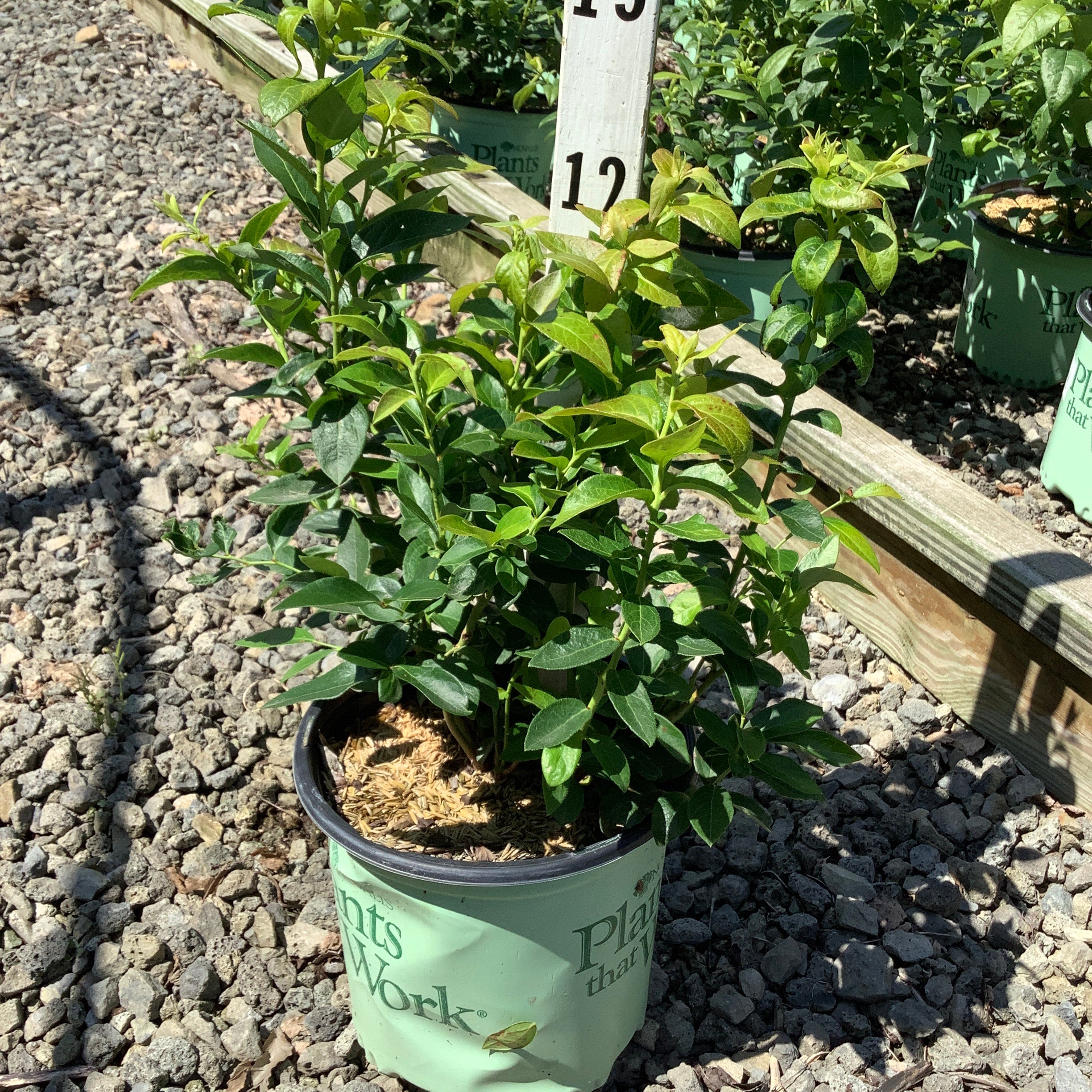 Duke Blueberry Bush in a #1 container showing dense green foliage at a nursery growing area.