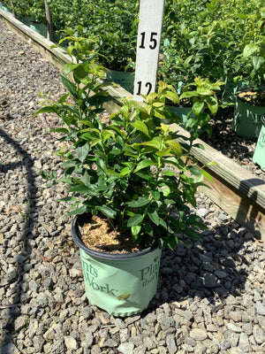 Duke Blueberry Bush in a #1 container showing dense green foliage at a nursery growing area.