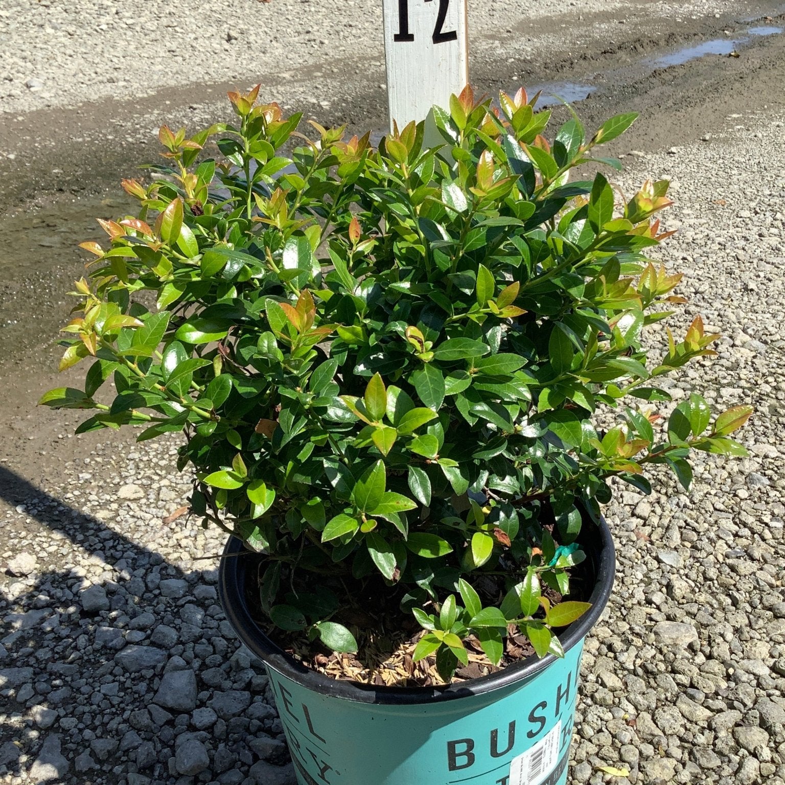 BerryBux Blueberry shrub in a teal nursery container showing dense green foliage with reddish new growth tips.