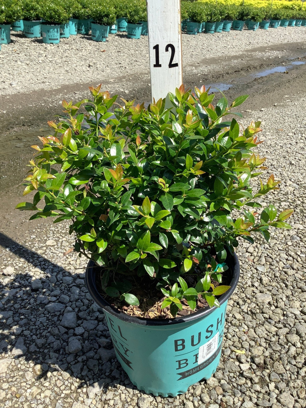 BerryBux Blueberry shrub in a teal nursery container showing dense green foliage with reddish new growth tips.