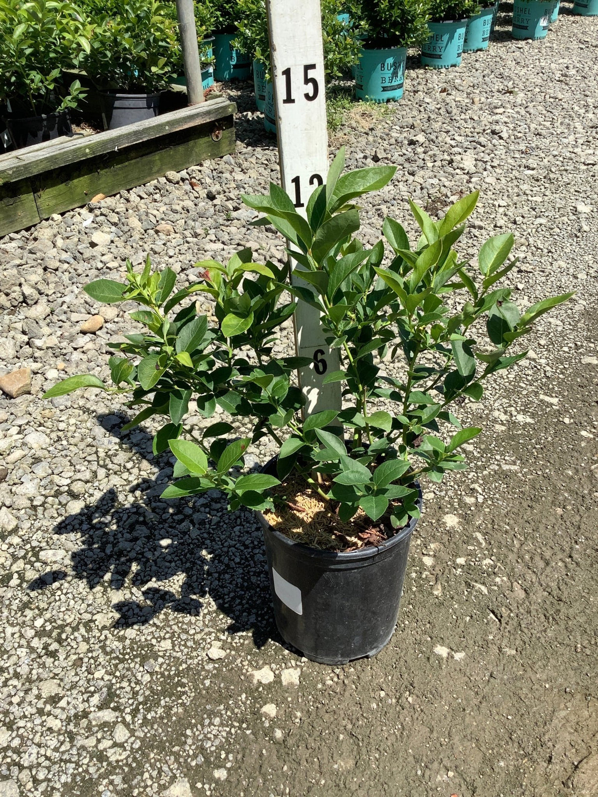 Chandler Blueberry Bush in a black nursery container displayed on gravel at a garden center.