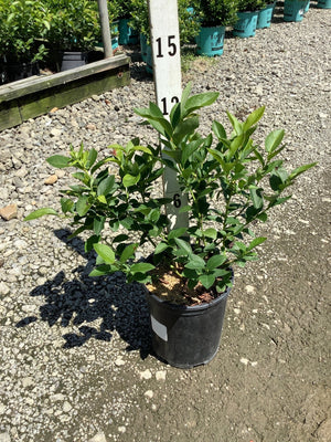 Chandler Blueberry Bush in a black nursery container displayed on gravel at a garden center.