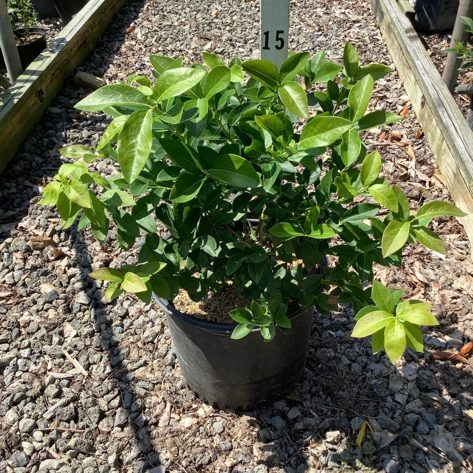 Chandler Blueberry Bush in a #3 black nursery container showing dense, glossy green foliage at a garden center.