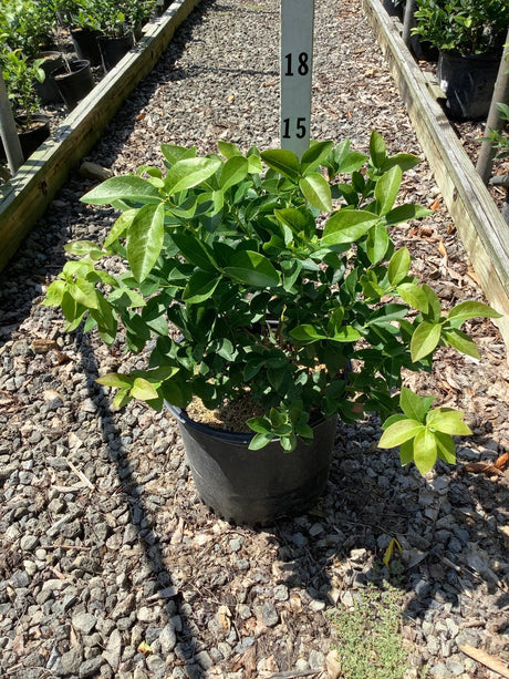 Chandler Blueberry Bush in a #3 black nursery container showing dense, glossy green foliage at a garden center.