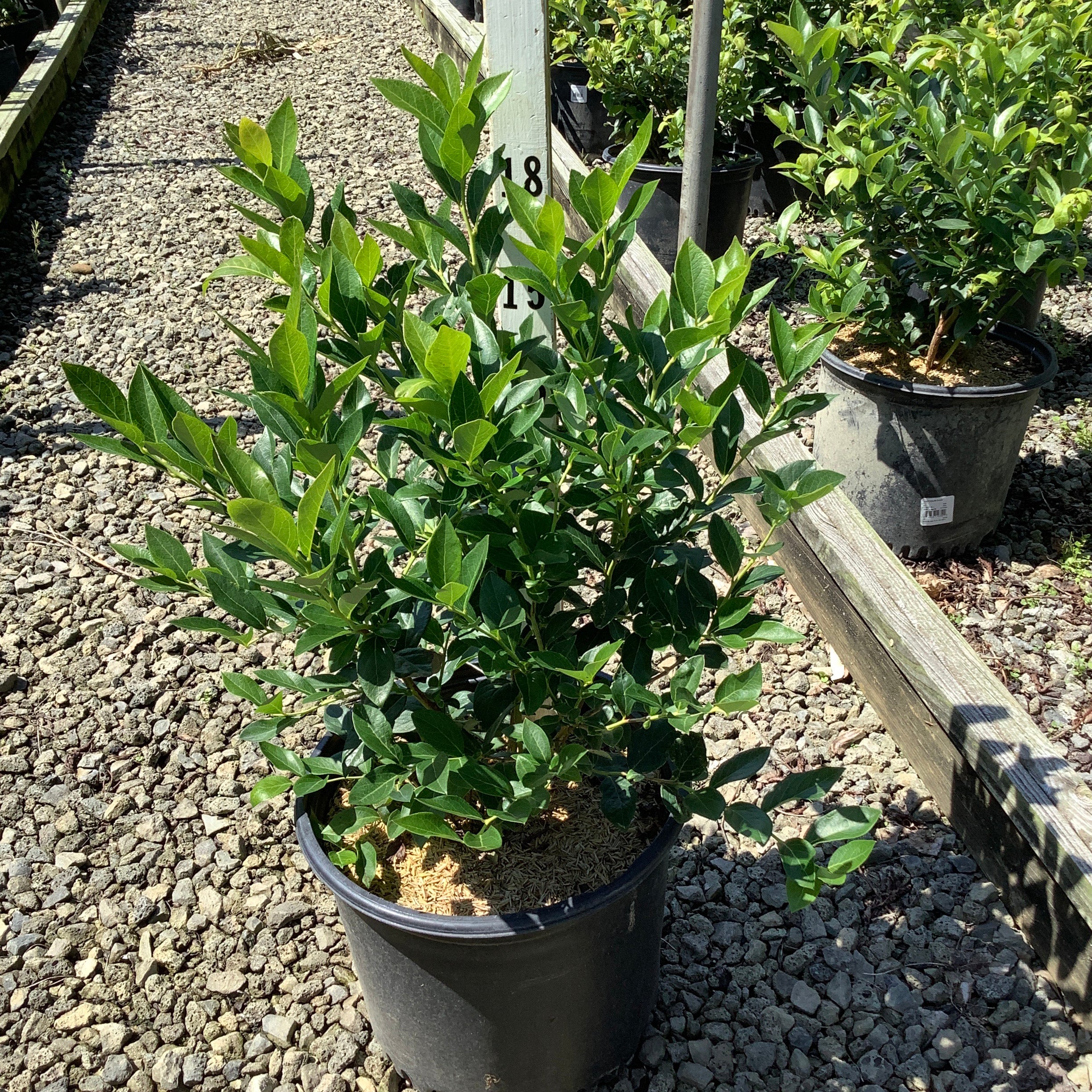 Duke blueberry bush in a #3 container showing dense dark green foliage at a nursery grow yard.