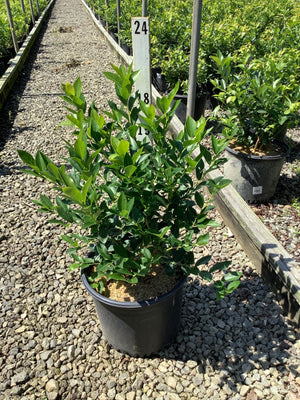 Duke blueberry bush in a #3 container showing dense dark green foliage at a nursery grow yard.