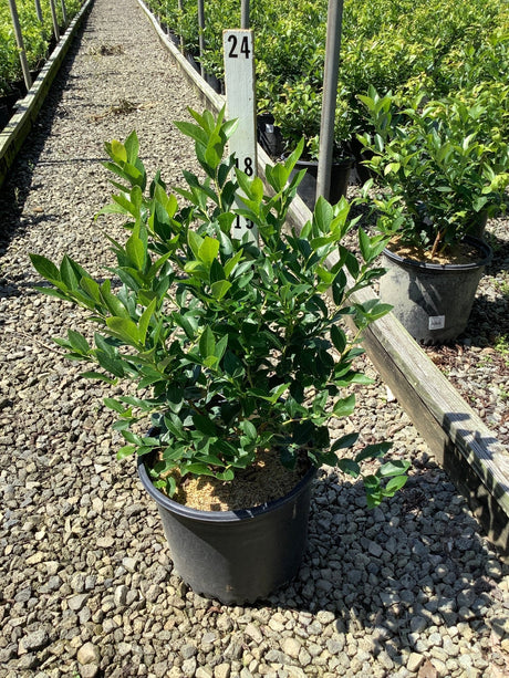 Duke blueberry bush in a #3 container showing dense dark green foliage at a nursery grow yard.