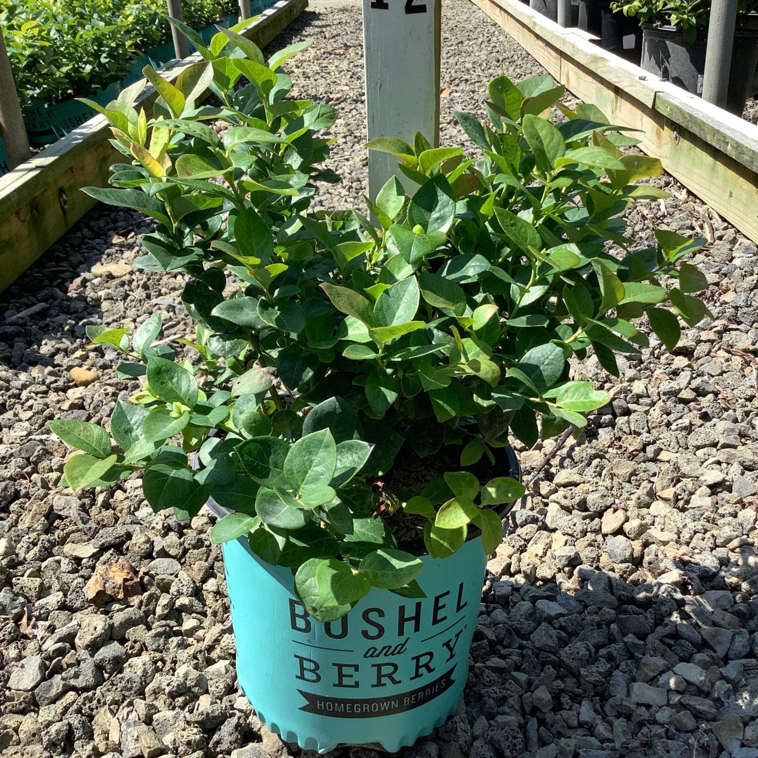 Peach Sorbet Blueberry Bush in a teal Bushel and Berry container displayed at a nursery greenhouse.