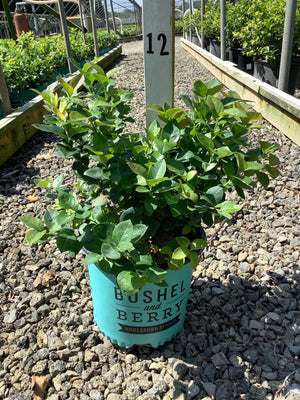 Peach Sorbet Blueberry Bush in a teal Bushel and Berry container displayed at a nursery greenhouse.