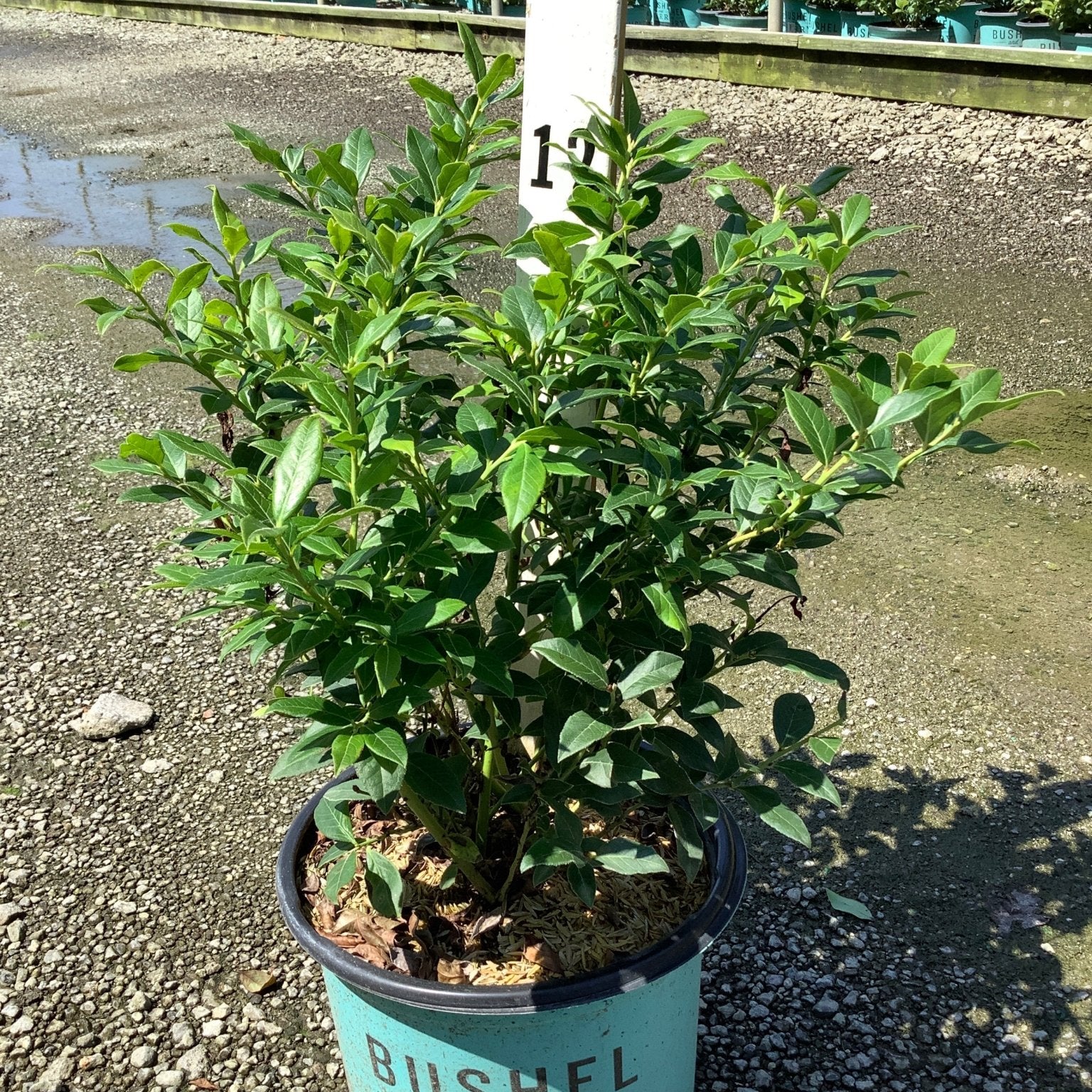 Perpetua Blueberry Bush in a teal Bushel and Berry container at a nursery, showing dense green foliage.