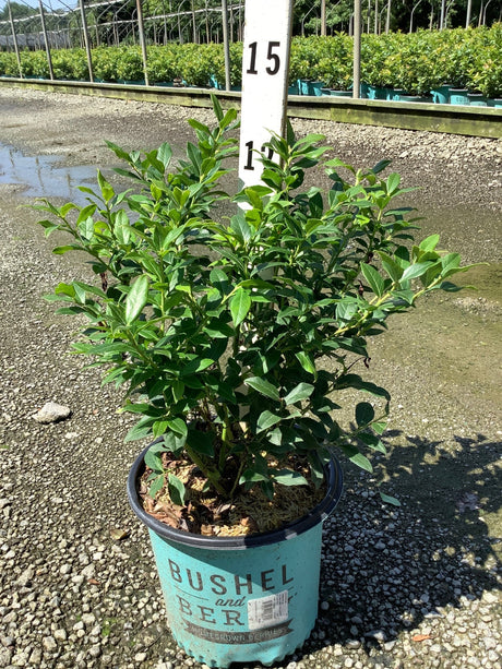 Perpetua Blueberry Bush in a teal Bushel and Berry container at a nursery, showing dense green foliage.