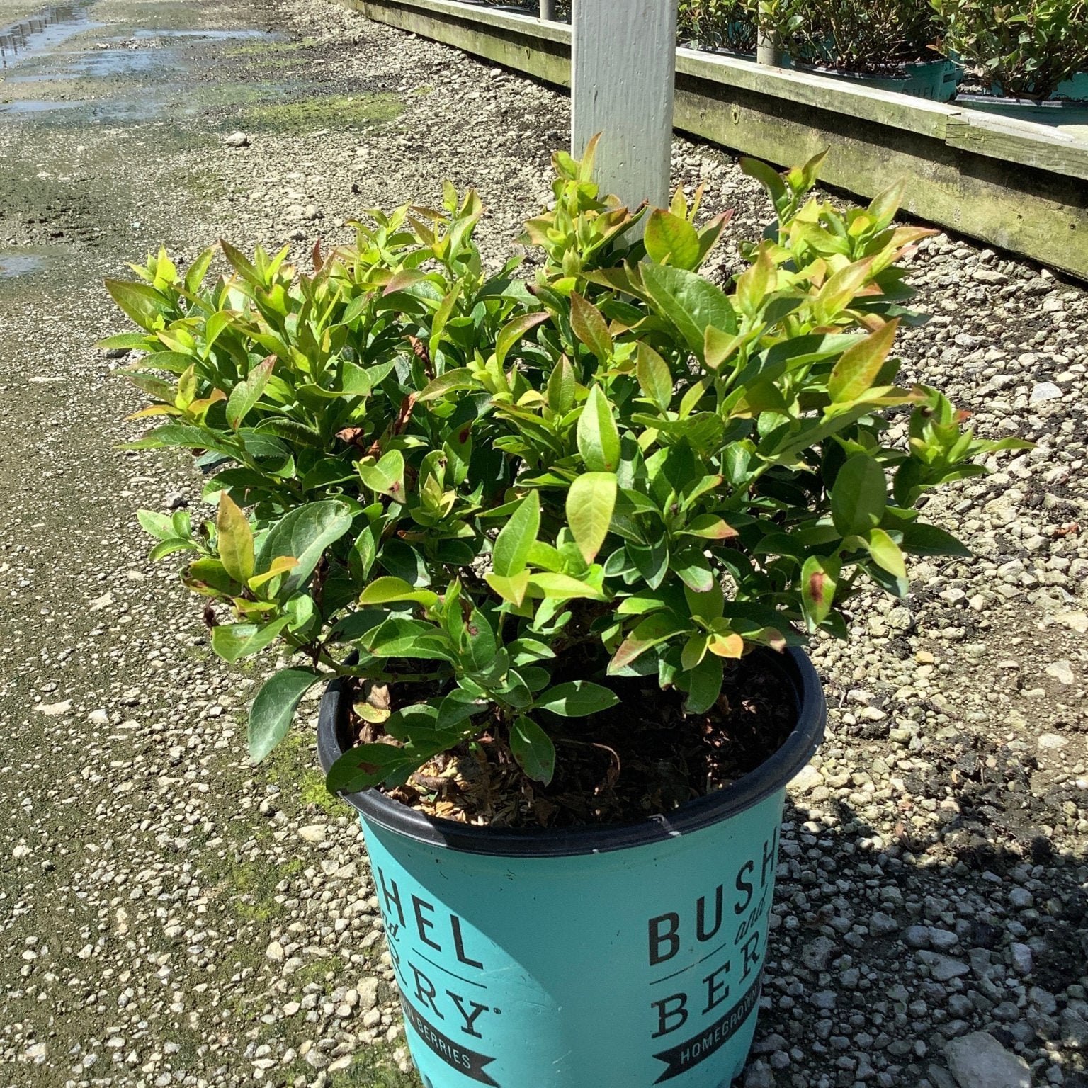 Jelly Bean Blueberry Bush in a teal Bushel and Berry container at a nursery growing facility.