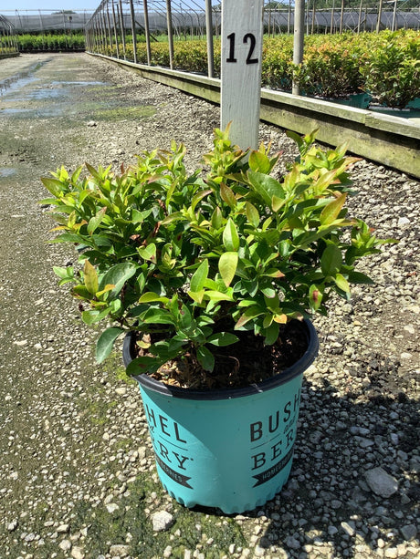 Jelly Bean Blueberry Bush in a teal Bushel and Berry container at a nursery growing facility.