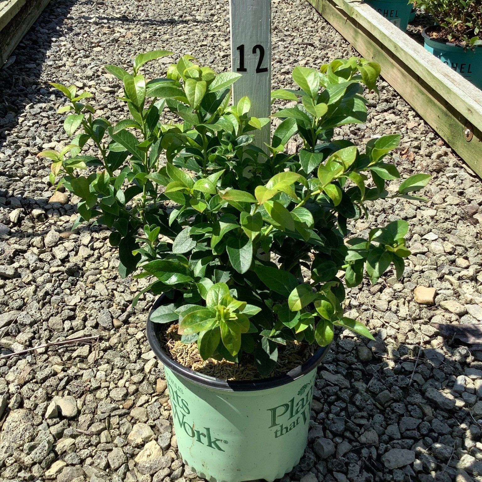 Patriot Blueberry Bush in a #1 container at a nursery, showing dense green foliage on a gravel path.
