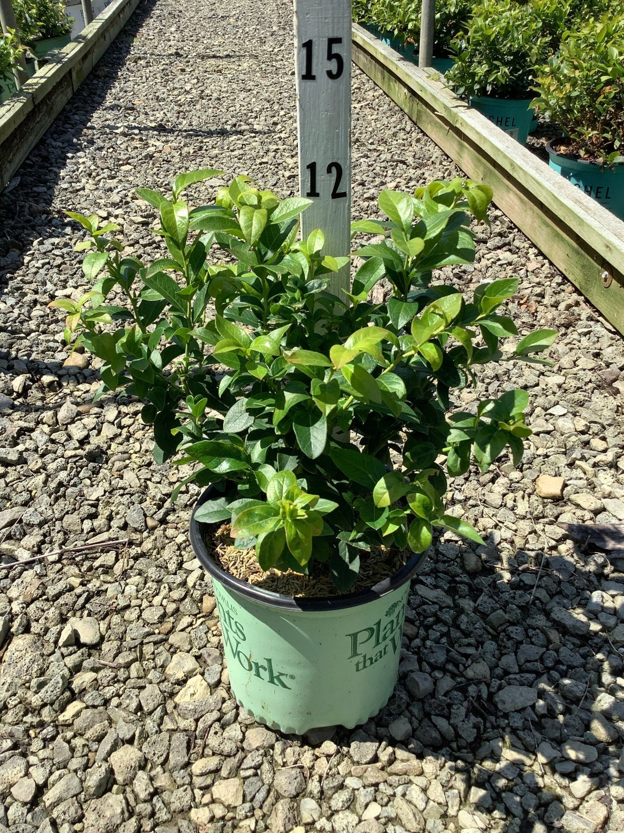 Patriot Blueberry Bush in a #1 container at a nursery, showing dense green foliage on a gravel path.