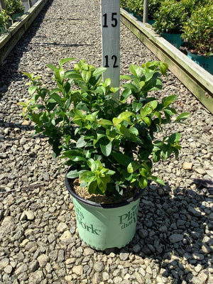 Patriot Blueberry Bush in a #1 container at a nursery, showing dense green foliage on a gravel path.