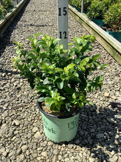 Patriot Blueberry Bush in a #1 container at a nursery, showing dense green foliage on a gravel path.