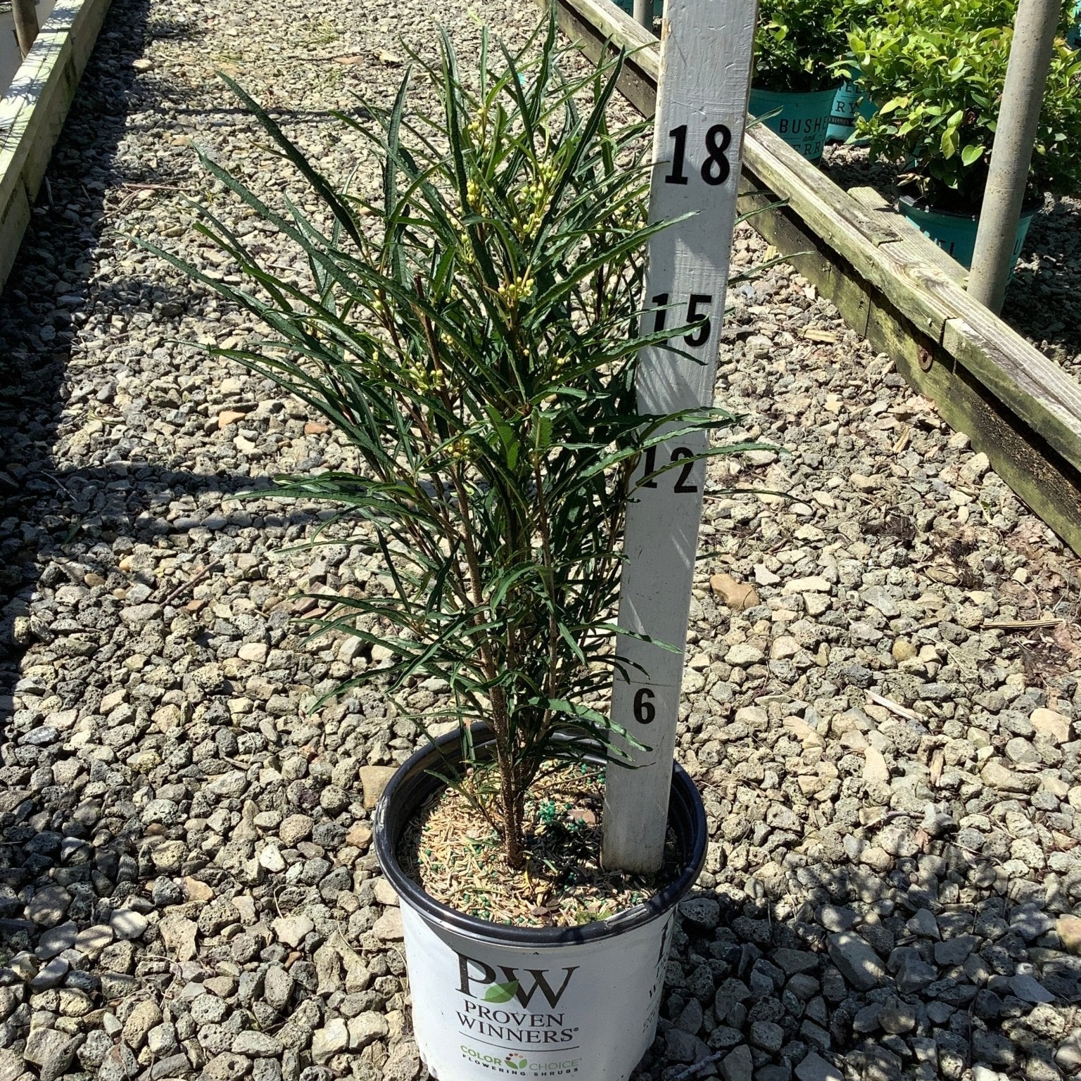 Fine Line Buckthorn shrub in a Proven Winners container at a nursery, showing its narrow upright habit and fine-textured foliage.