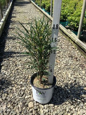 Fine Line Buckthorn shrub in a Proven Winners container at a nursery, showing its narrow upright habit and fine-textured foliage.