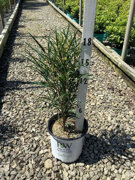 Fine Line Buckthorn shrub in a Proven Winners container at a nursery, showing its narrow upright habit and fine-textured foliage.