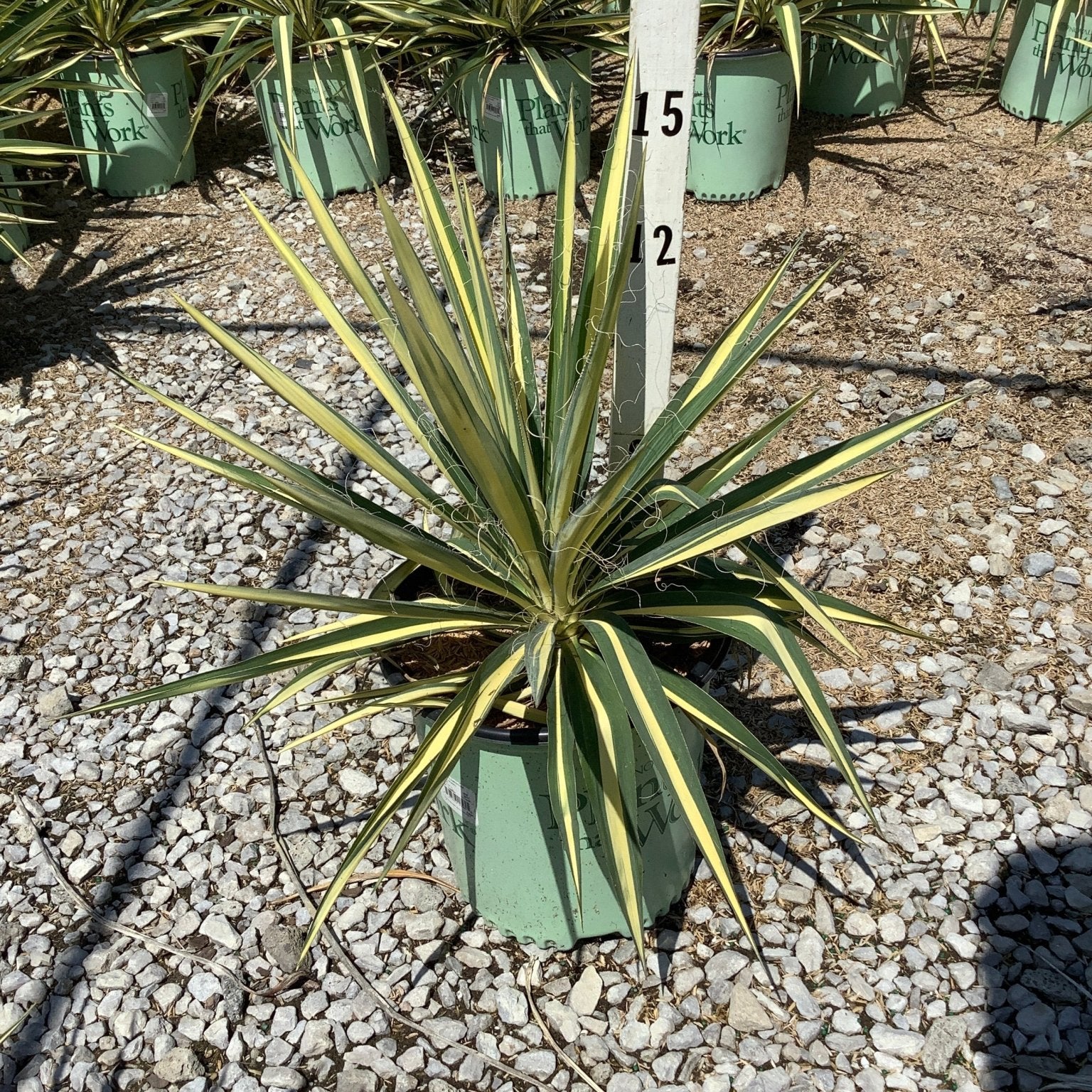 Color Guard Yucca in a nursery container showing bold green and yellow variegated sword-like foliage radiating from the center.