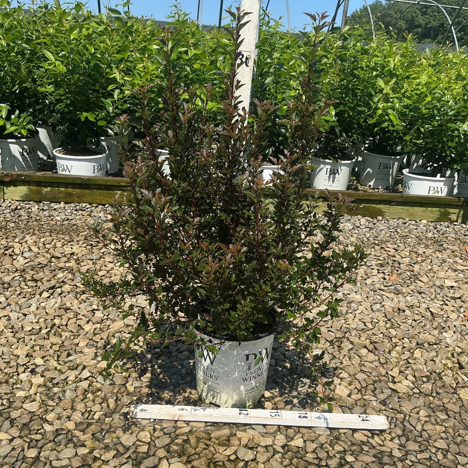 Tiny Wine Ninebark shrub with deep burgundy foliage growing in a Proven Winners container at a nursery, measured against a ruler.