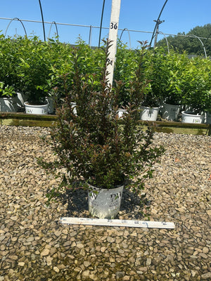 Tiny Wine Ninebark shrub with deep burgundy foliage growing in a Proven Winners container at a nursery, measured against a ruler.