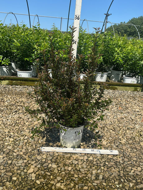 Tiny Wine Ninebark shrub with deep burgundy foliage growing in a Proven Winners container at a nursery, measured against a ruler.