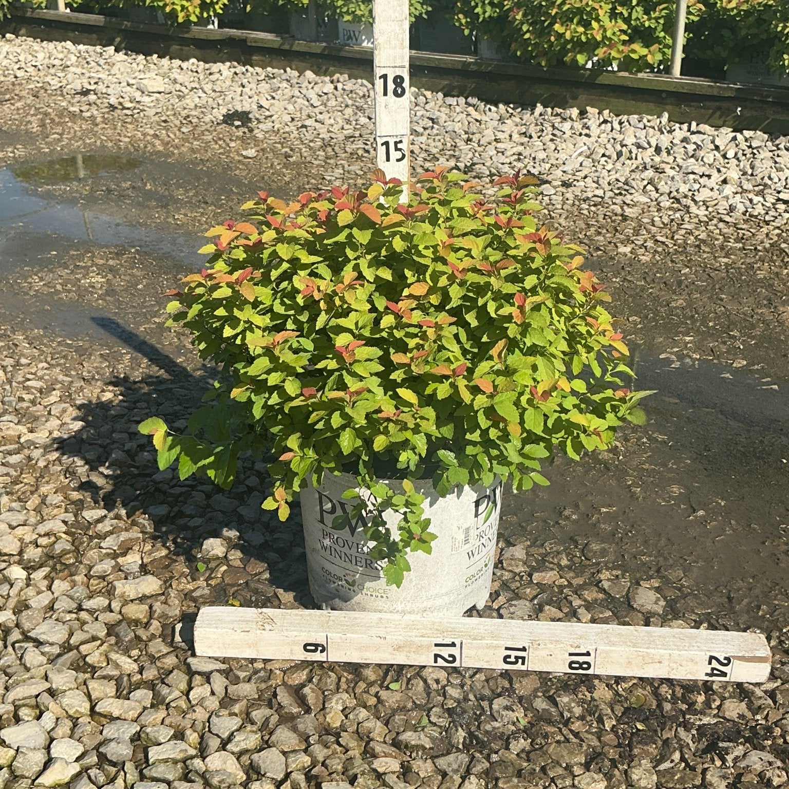 Double Play Big Bang Spiraea shrub in a #3 container, showing bright green and red-tipped foliage with a mounded habit.