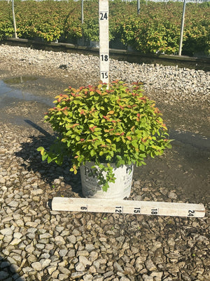 Double Play Big Bang Spiraea shrub in a #3 container, showing bright green and red-tipped foliage with a mounded habit.