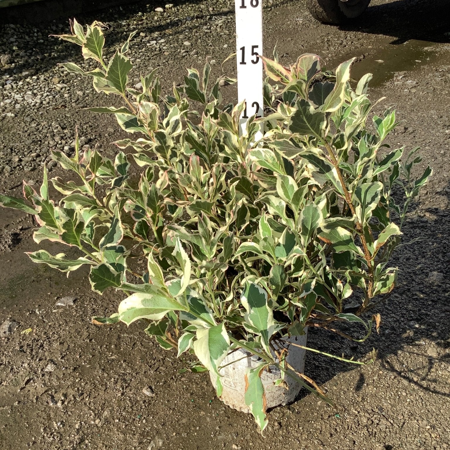My Monet Sunset Weigela shrub with green and cream variegated foliage shown next to a measurement stake at a nursery.