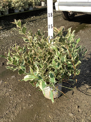 My Monet Sunset Weigela shrub with green and cream variegated foliage shown next to a measurement stake at a nursery.