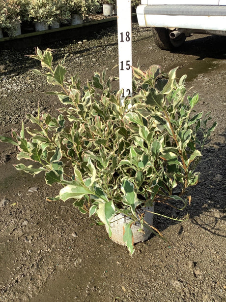 My Monet Sunset Weigela shrub with green and cream variegated foliage shown next to a measurement stake at a nursery.