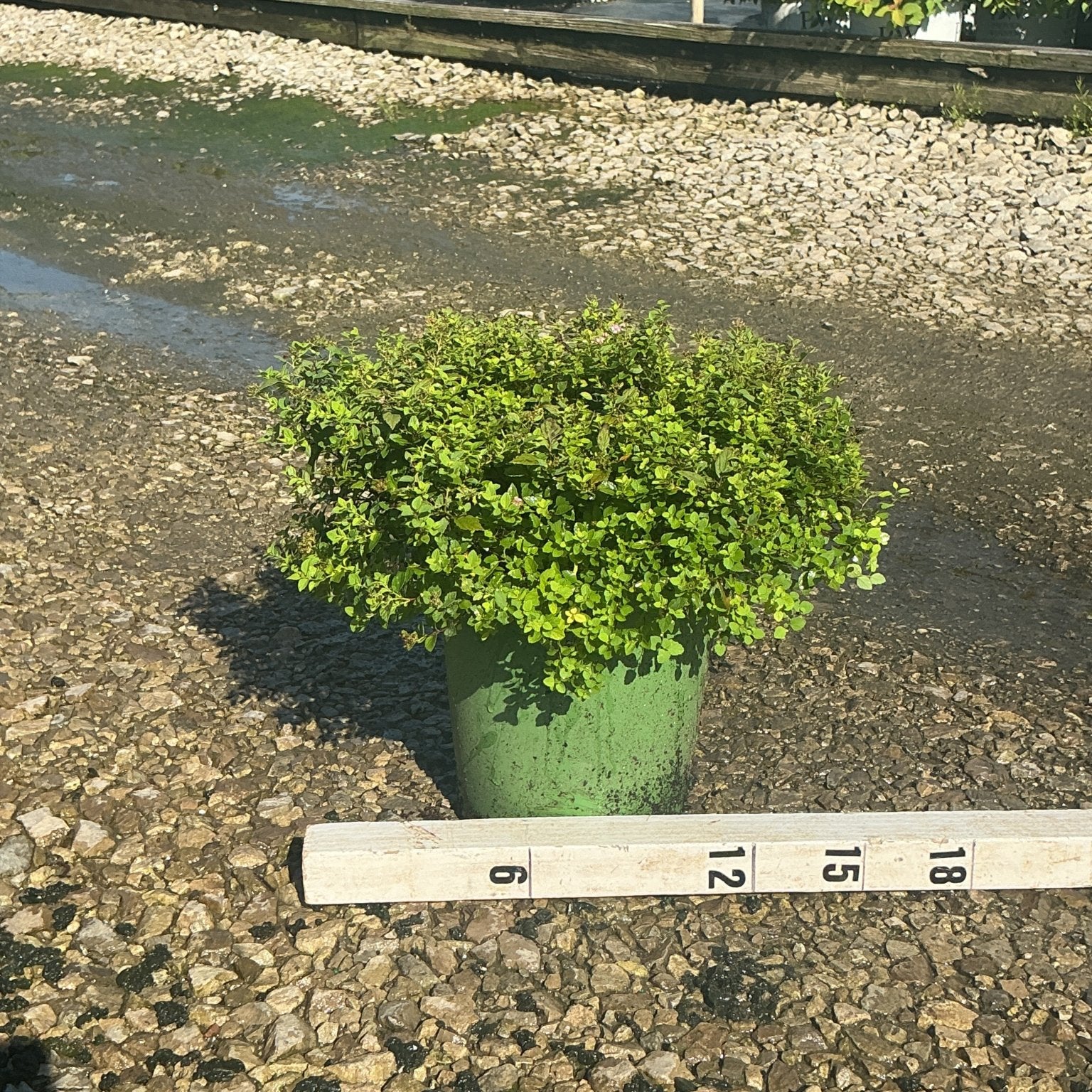 Little Princess Spirea shrub in a #2 green container, showing dense mounded foliage, measured against a ruler at a nursery.