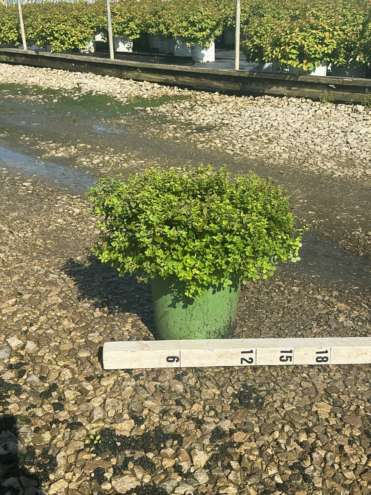 Little Princess Spirea shrub in a #2 green container, showing dense mounded foliage, measured against a ruler at a nursery.