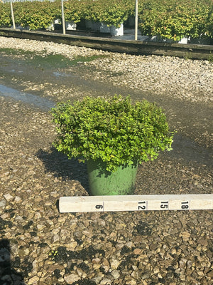 Little Princess Spirea shrub in a #2 green container, showing dense mounded foliage, measured against a ruler at a nursery.