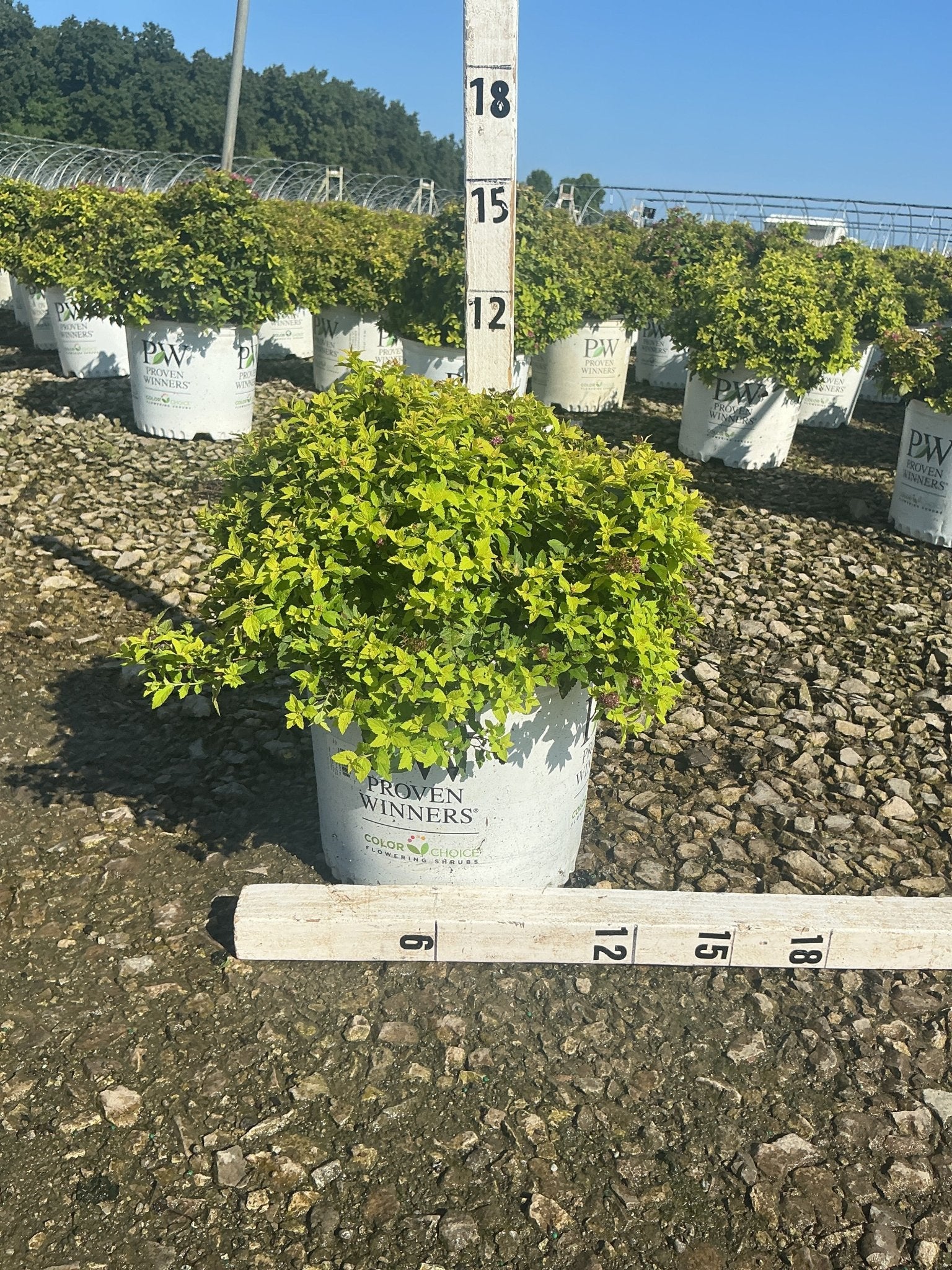 Double Play® Gold Spirea | Buy at NatureHills.com