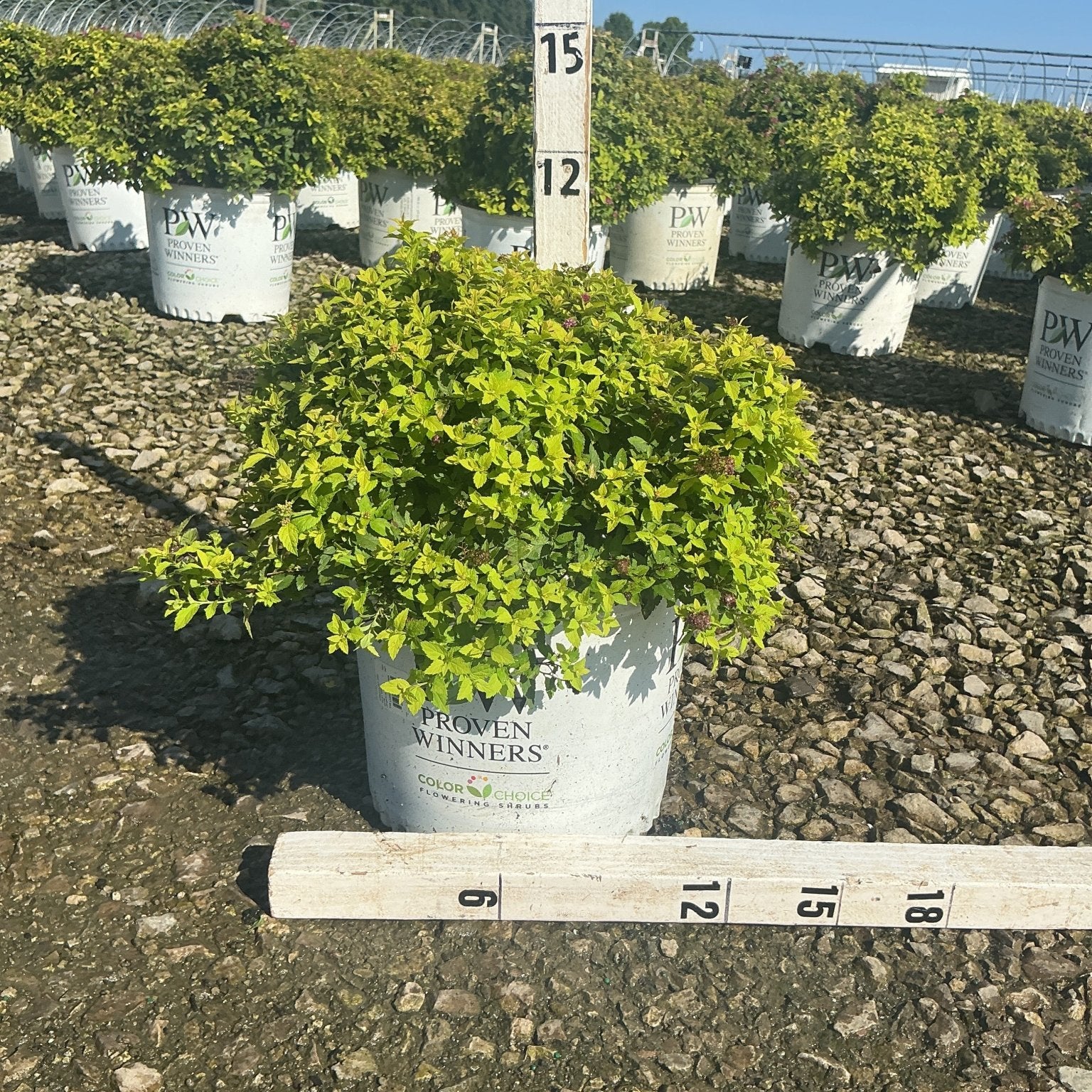 Double Play Gold Spirea shrub in a #3 Proven Winners container, showing bright chartreuse foliage measured at nursery.
