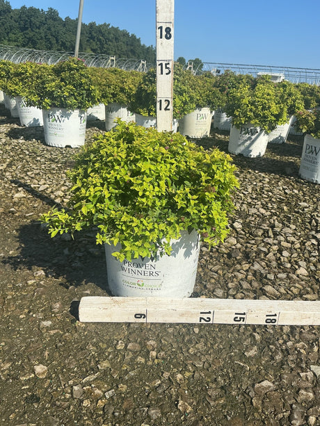 Double Play Gold Spirea shrub in a #3 Proven Winners container, showing bright chartreuse foliage measured at nursery.