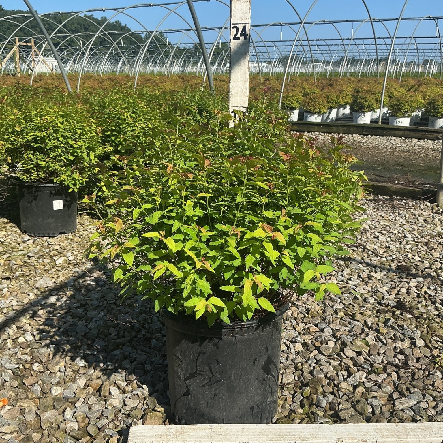 Magic Carpet Spirea shrub in a #3 container at a nursery, showing bright green and reddish new foliage growth.