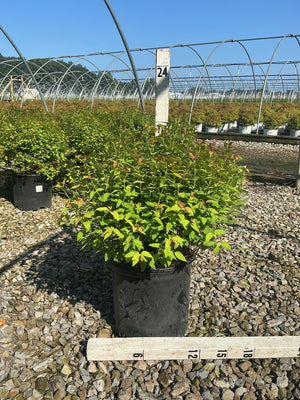 Magic Carpet Spirea shrub in a #3 container at a nursery, showing bright green and reddish new foliage growth.