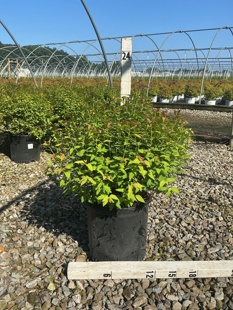Magic Carpet Spirea shrub in a #3 container at a nursery, showing bright green and reddish new foliage growth.