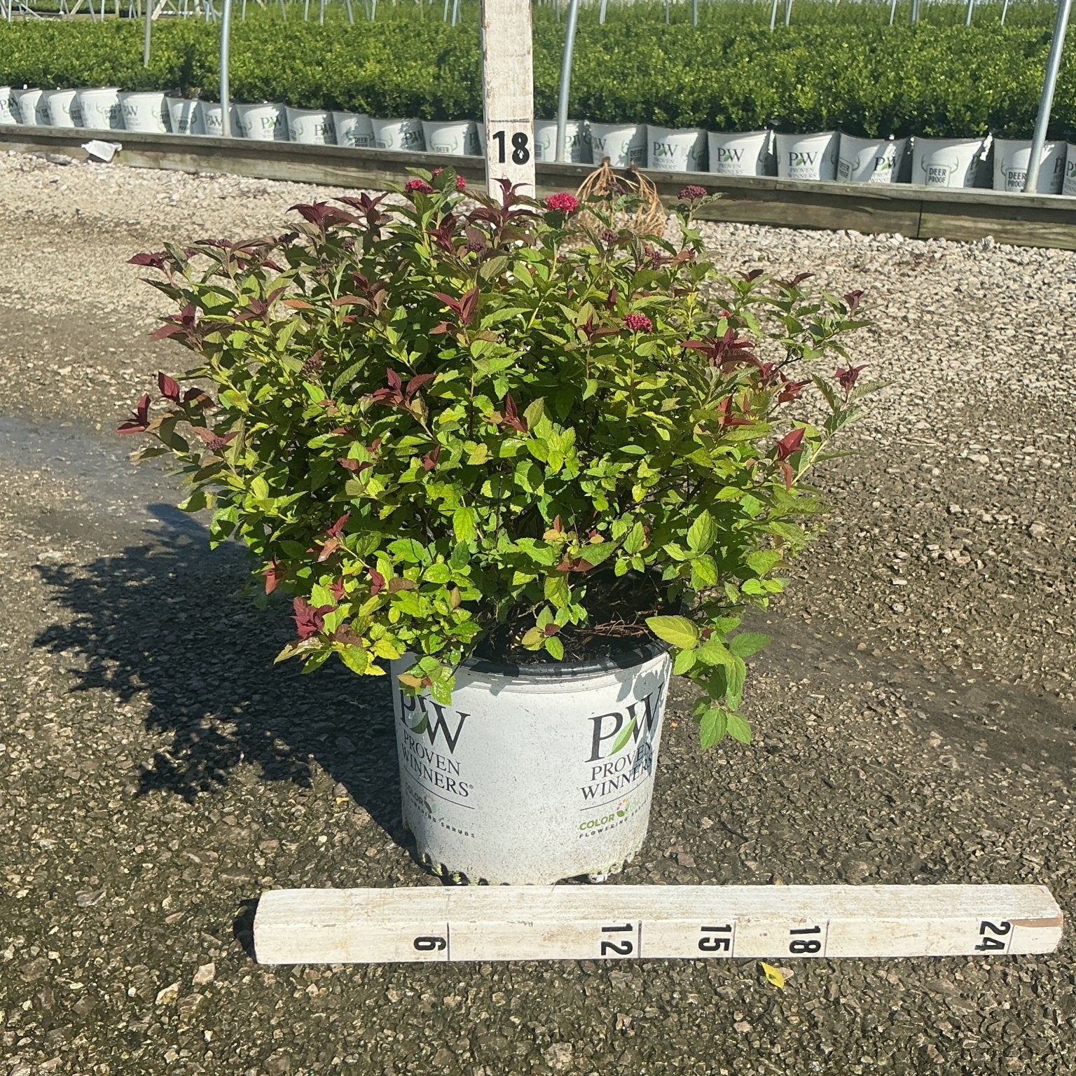 Double Play Doozie Spirea shrub in a #3 Proven Winners container with red-pink blooms and mixed green and burgundy foliage.