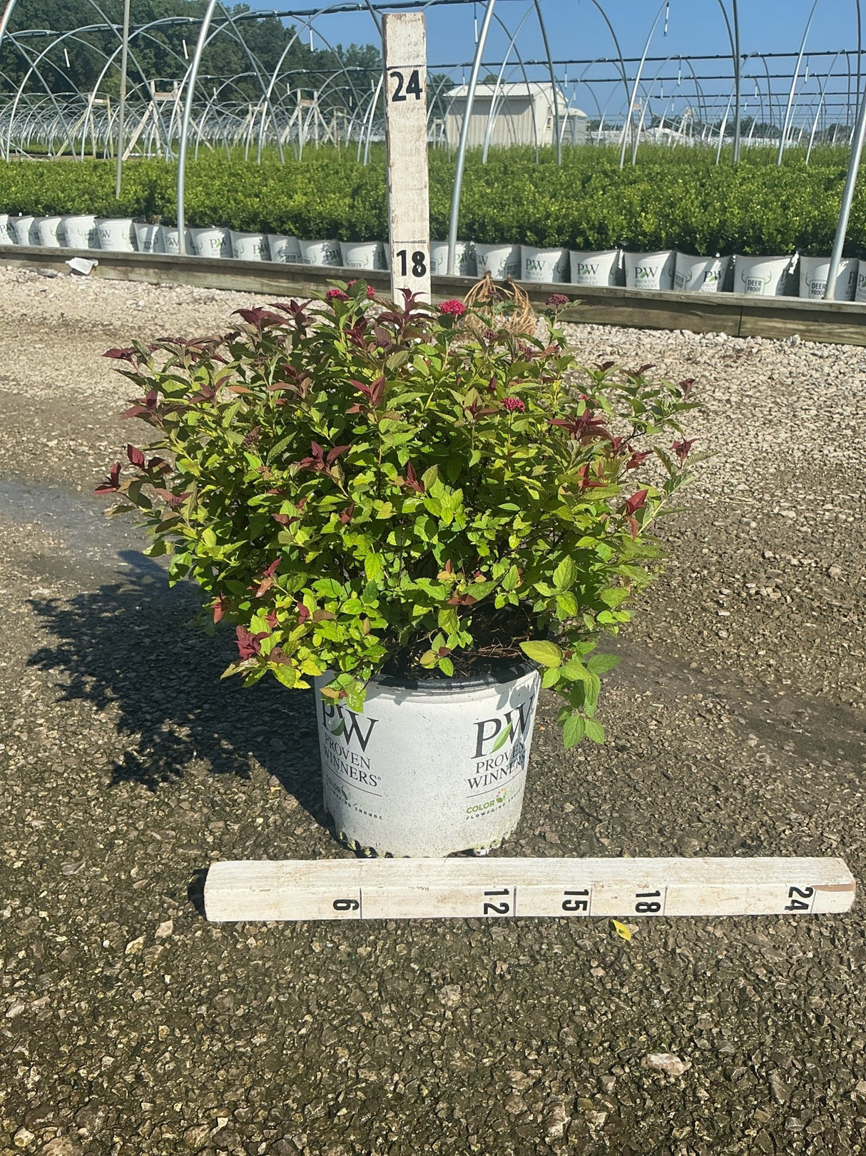 Double Play Doozie Spirea shrub in a #3 Proven Winners container with red-pink blooms and mixed green and burgundy foliage.