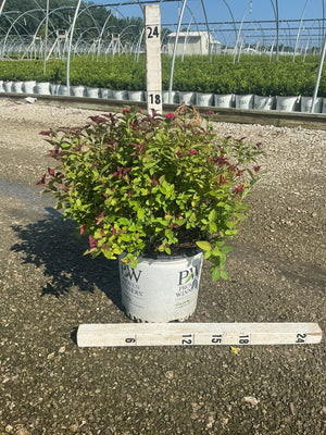 Double Play Doozie Spirea shrub in a #3 Proven Winners container with red-pink blooms and mixed green and burgundy foliage.