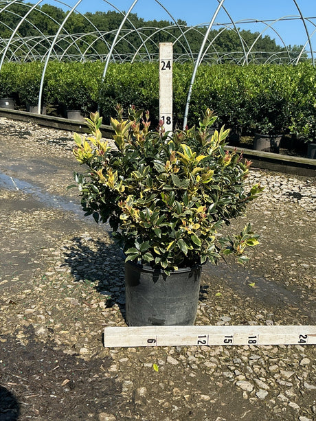 Honey Maid Holly shrub in a #3 container displaying variegated green and yellow foliage with red new growth, shown at a nursery.