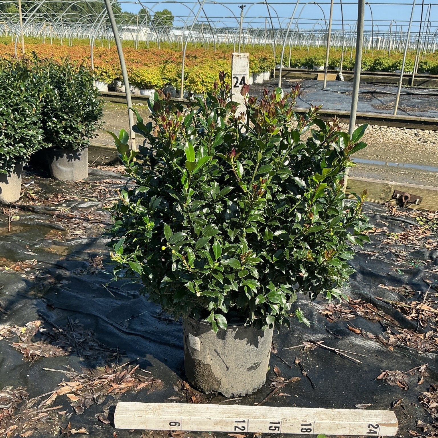 Blue Maid Meserve Holly shrub in a #3 container at a nursery, showing dense glossy green foliage with reddish new growth.