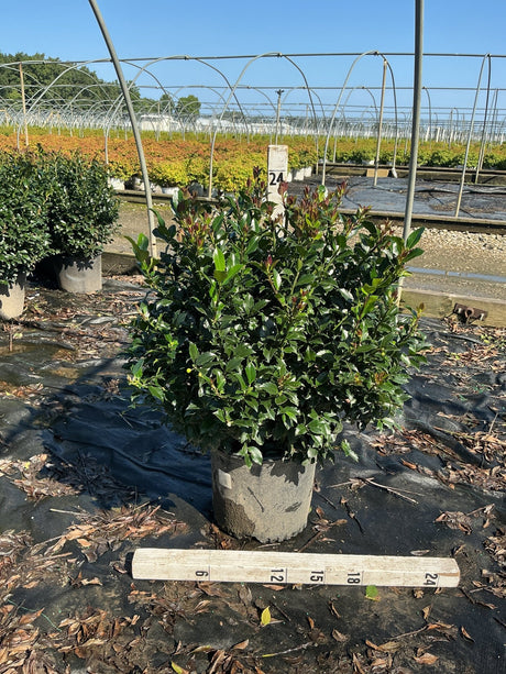 Blue Maid Meserve Holly shrub in a #3 container at a nursery, showing dense glossy green foliage with reddish new growth.
