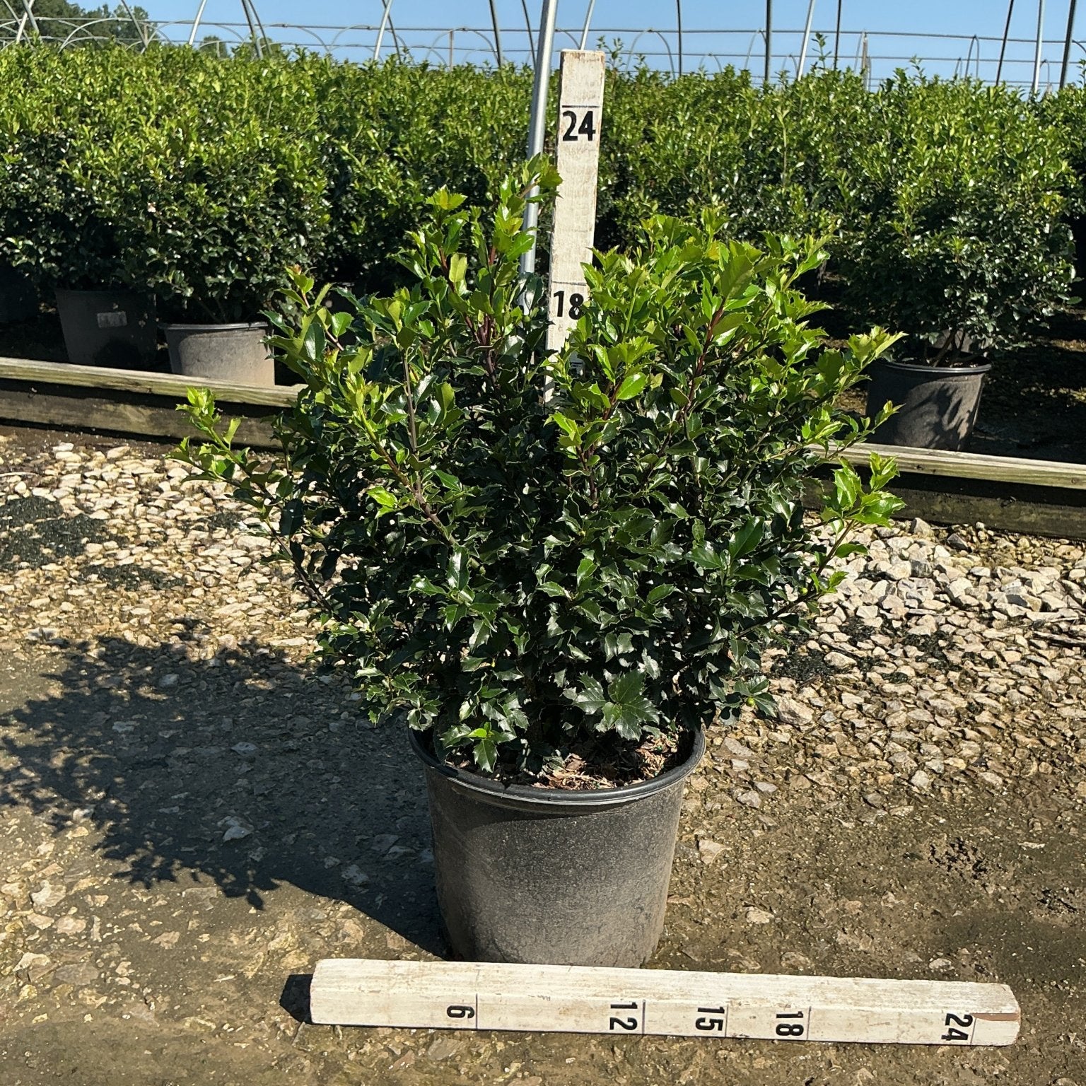 Royal Family Holly Combo in a #3 container shown against a nursery backdrop, measuring approximately 18 inches tall.